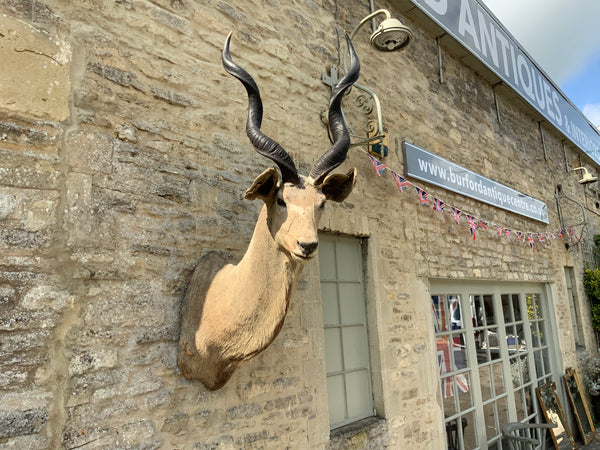 Mid Century Taxidermy of a Kudu (South African)