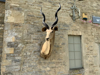 Mid Century Taxidermy of a Kudu (South African)