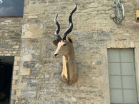 Mid Century Taxidermy of a Kudu (South African)