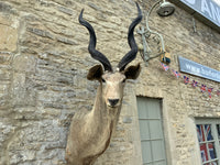 Mid Century Taxidermy of a Kudu (South African)