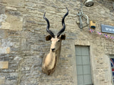 Mid Century Taxidermy of a Kudu (South African)