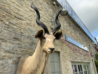 Mid Century Taxidermy of a Kudu (South African)