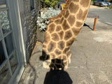 Giraffe Neck Taxidermy